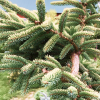 Комплект 5 шт / Ель Черная 20-40 см