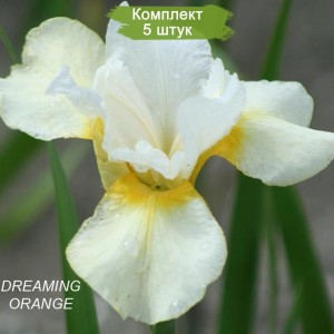 Комплект 5шт / Ирис сибирский Dreaming Orange