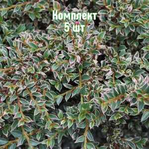 Комплект 5шт / Кизильник горизонтальный Вариегатус