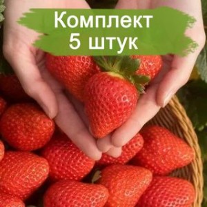 Комплект 5шт / Клубника Клеопатра (Ремонтантная/Ранняя)