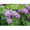 Комплект 5шт / Сеянец Сирень Lavander Lady: фото и описание