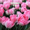 Комплект 5шт / Тюльпан Фокстрот: фото и описание