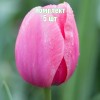 Комплект 5шт / Тюльпан Криспа Пинк: фото и описание