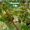 Комплект 5шт / Виноград Бианка: фото и описание