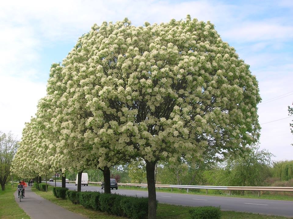 Ясень дерево фото весной